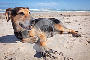 New Zealand Huntaway lying on beach in sun two days after retiring from being a full time sheepdog