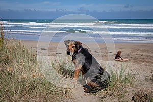 New Zealand Huntaway on beach in sun two days after retiring from being a full time sheepdog