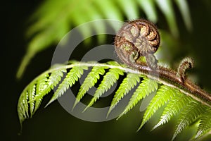 New Zealand iconic fern koru