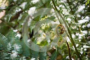 New Zealand iconic fern koru