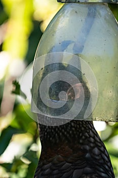 New Zealand Kaka bird Feeding in Wellington