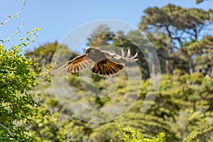 New Zealand Kaka Brown Parrot In Flight