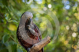 New Zealand Kaka Brown Parrots Sitting In Tree With Background Bokeh Blur