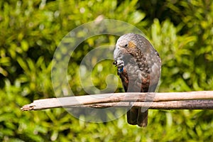 New Zealand Kaka Parrot