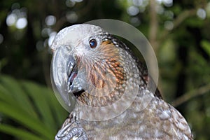 New Zealand Kaka Parrot