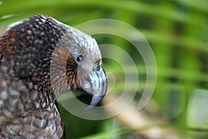 New Zealand Kaka Parrot