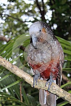 New Zealand Kaka Parrot photo