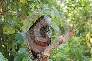 New Zealand Kaka Parrot In Forest