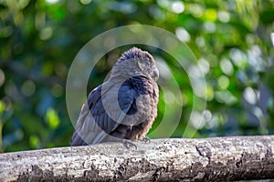 New Zealand Kaka Parrot (Nestor meridionalis) in Auckland