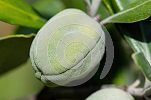 New Zealand Karo tree (Pittosporum crassifolium) seed capsule