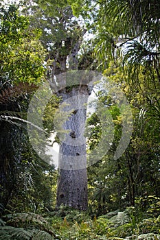 New zealand, kauri tree tane mahuta