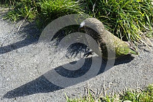 New Zealand Kea