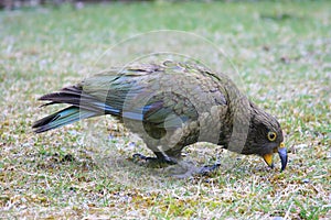 New Zealand Kea