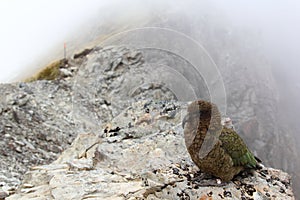 New Zealand Kea