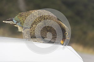 New Zealand Kea Attacking Car Roof photo