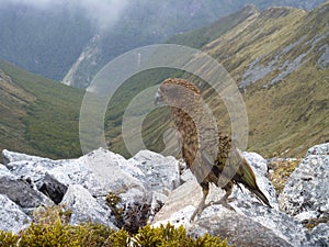 New Zealand Kea on the Kepler track