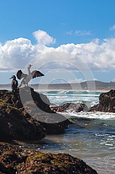 New Zealand king shags on a rock