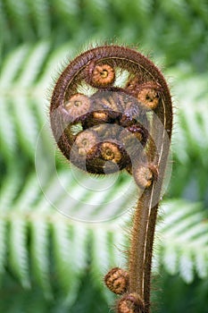 New Zealand Koru fern frond photo