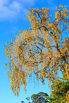 A New Zealand kowhai tree covered in yellow flowers