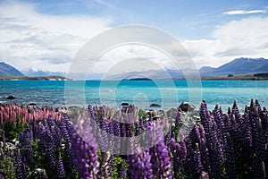 New Zealand, Lake Tekapo: turquoise blue lake surrounded by mountains in distance and lupin flowers in foreground