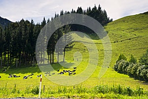 New Zealand landscape and cows