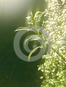 New Zealand Laurel. Shinny leaf with backlit, dark background. Vertical photo image.