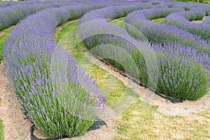 New Zealand Lavender full bloom condition purple colour