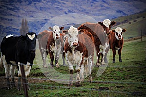 New zealand livestock cow standing in animals farm field looking