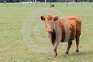 New zealand livestock cow standing in animals farm field looking