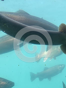 New Zealand Longfin Eel Brown Trout Rainbow Trout or Salmon Underwater in Lake Wakatipu New Zealand Photo