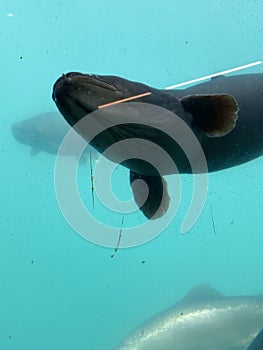 New Zealand Longfin Eel Taken from Underwater in Lake Wakatipu Queenstown South Island New Zealand Photo