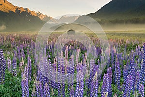 New Zealand lupine flower field with mountain background