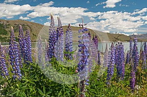 New Zealand Lupins