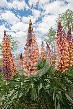 New Zealand Lupins