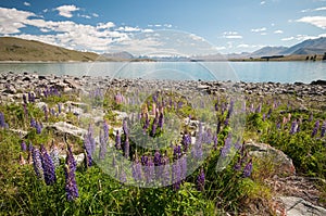 New Zealand Lupins