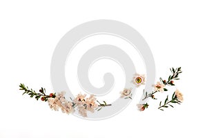 New Zealand manuka teatree flowers in bloom isolated on white background