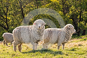 New Zealand merino sheep grazing on fresh grass