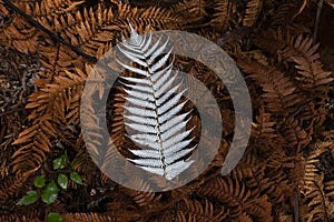 New Zealand national emblem the silver fern