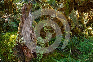 New Zealand native alpine vegetation of mossy rainforest and wetlands, Key Summit