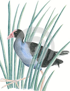 New Zealand Native Bird Pukeko