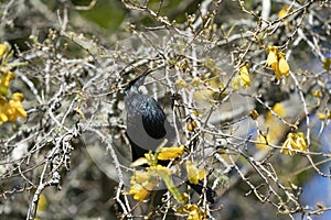 New Zealand native bird, the tui