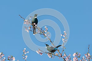 New Zealand native birds Tui are sitting on cherry tree