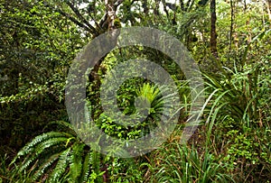 New Zealand Native Bush