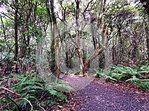 New Zealand native forest with a fragment of a walking track