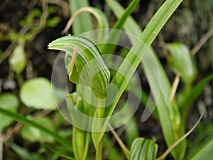 New Zealand: native greenhood orchid Pterostylis