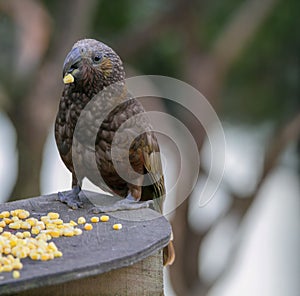 Kaka bird eating corn photo