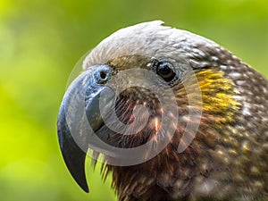 New Zealand native Kaka parrot photo