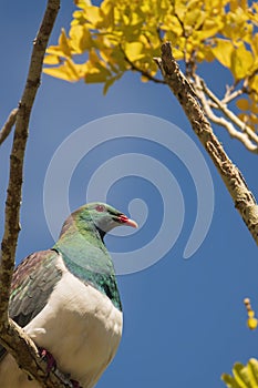 A New Zealand native Kereru or wood pigeon in a kowhai tree