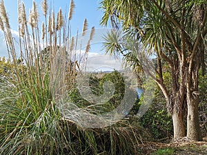 New Zealand Native Plants Toetoe Cortaderia Splendens and Cabbage Tree Cordyline Australis beside the Waikato River Cambridge