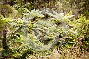 New Zealand Native Ponga Tree Bush